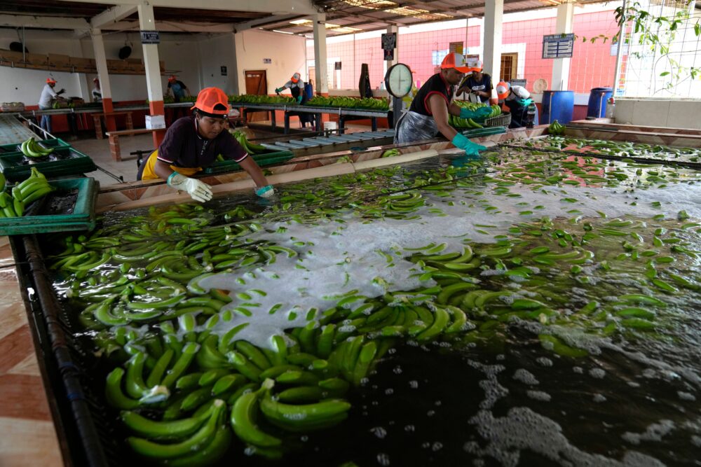 Bananas recién cosechadas son lavadas en una granja, el martes 15 de agosto de 2023, en Los Ríos, Ecuador. (AP Foto/Martin Mejia)