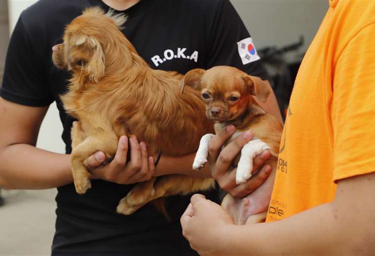 Aliste a sus mascotas, habrá vacunación este fin de semana en cerca de 3 mil puntos | El Deber