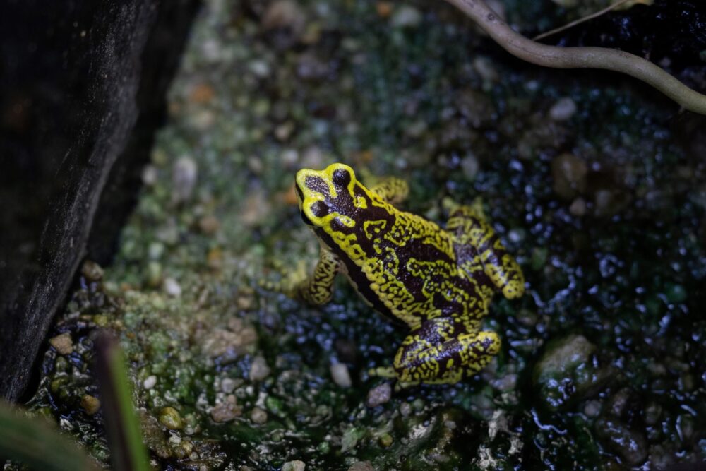 Una rana Atelopus cruciger en peligro de extinción en el zoológico Leslie Pantin de Turmero, Venezuela, el 8 de abril de 2023