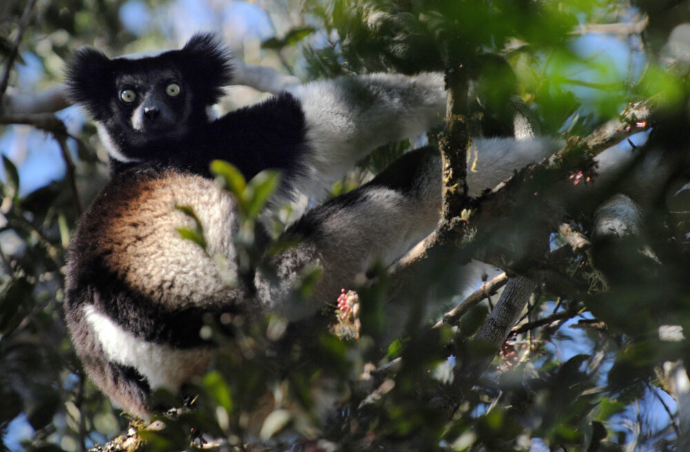 Un lémur Indri Indri en la reserva natural de Andasibe, Madagascar, 17 de septiembre de 2008