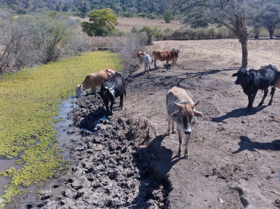 Ganaderos se están quedando sin agua y forraje por la sequía