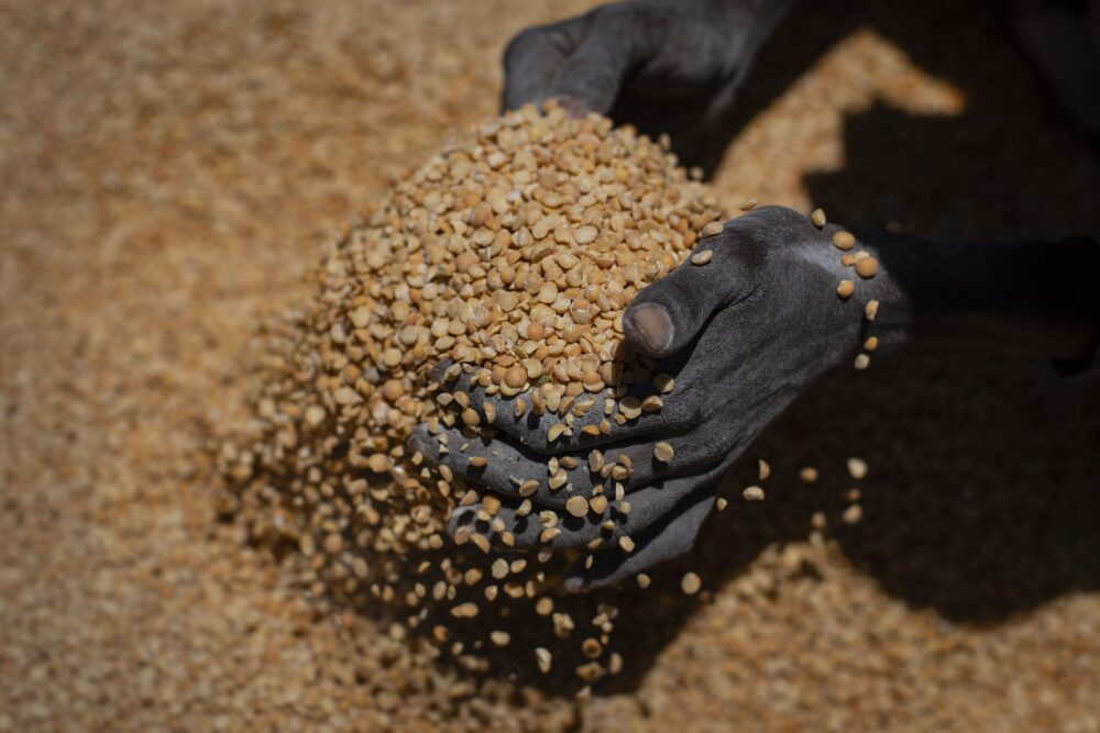 Una mujer etíope recoge porciones de guisantes amarillos para entregarlas a familias que esperan. (AP Foto/Ben Curtis, File)