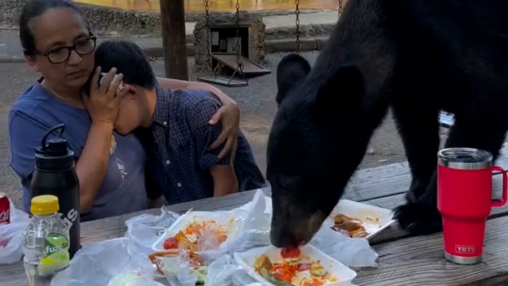 Santiago permaneció inmóvil, a pesar de que “el oso estaba muy cerca de nosotros, lo oíamos gruñir, mientras comía, se podía oler al oso. Estuvo realmente muy, muy cerca”.