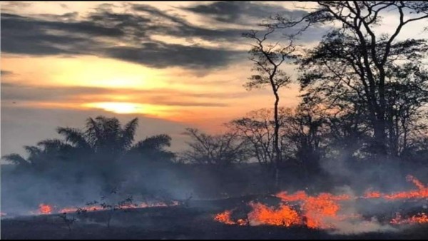 Nos estamos destruyendo por acción y omisión: deforestación, chaqueo y quemas