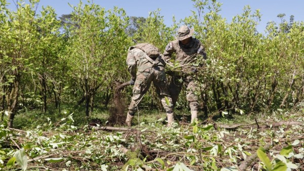 Menos de la mitad de la producción de coca pasó por mercados legales