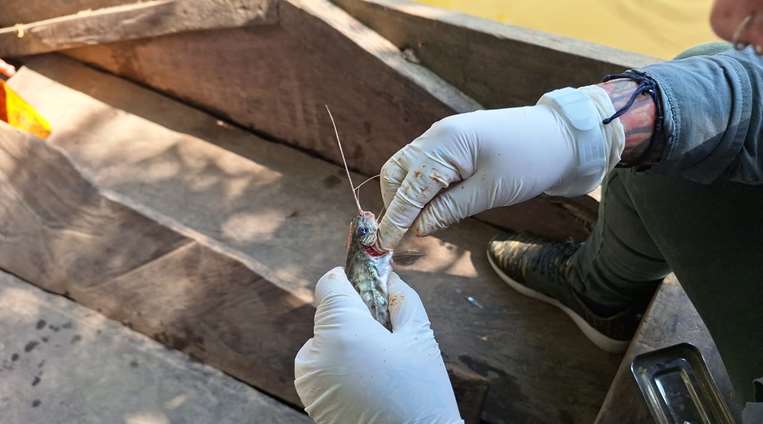 Técnicos de la Gobernación investigan mortandad de peces en Yapacaní/Foto: Soledad Prado