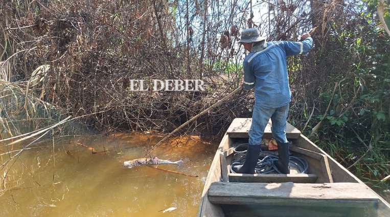 Técnicos de la Gobernación investigan mortandad de peces en Yapacaní/Foto: Soledad Prado