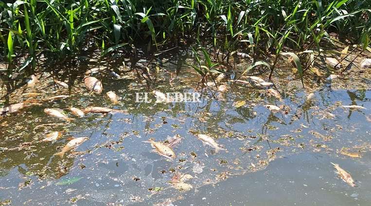 Técnicos de la Gobernación investigan mortandad de peces en Yapacaní/Foto: Soledad Prado