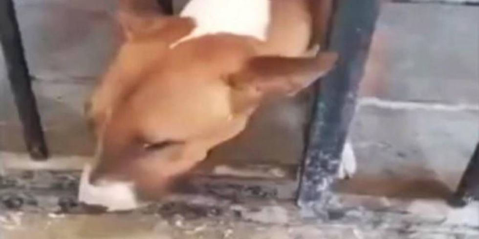 Polémica por el ‘arresto’ de un perro que mordió a una niña, que está en riesgo de perder un ojo