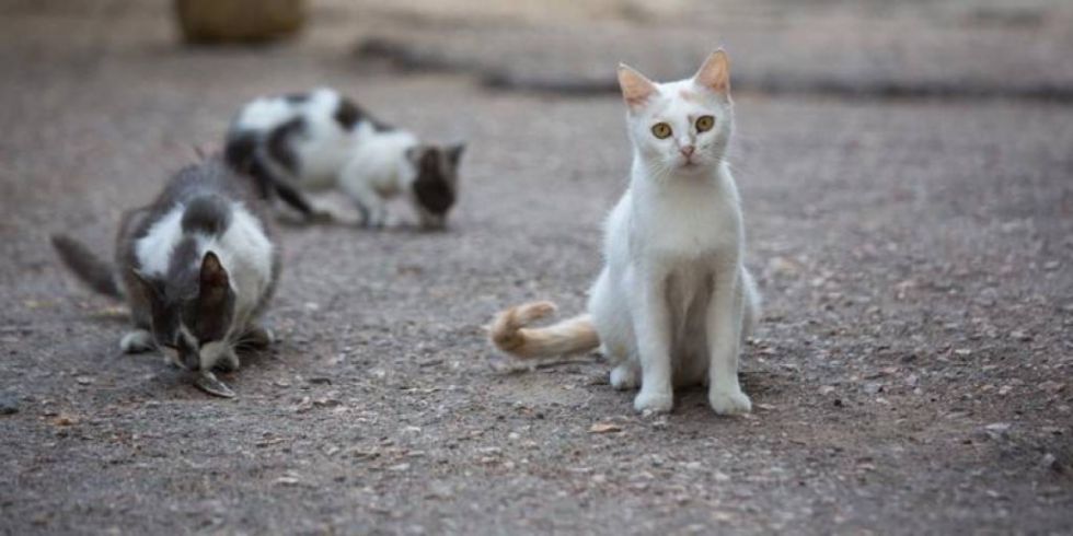 Más de 10 gatos fueron hallados muertos en Sacaba