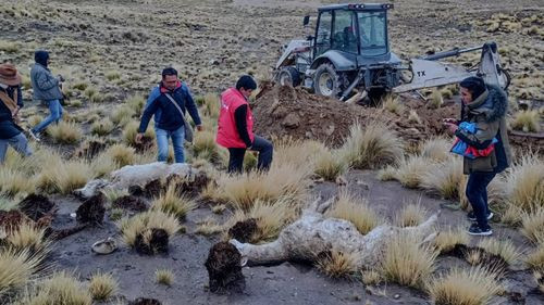 Nuevo ataque de perros salvaje en Alto Milluni en la urbe Alteña deja a 20 llamas muertas 