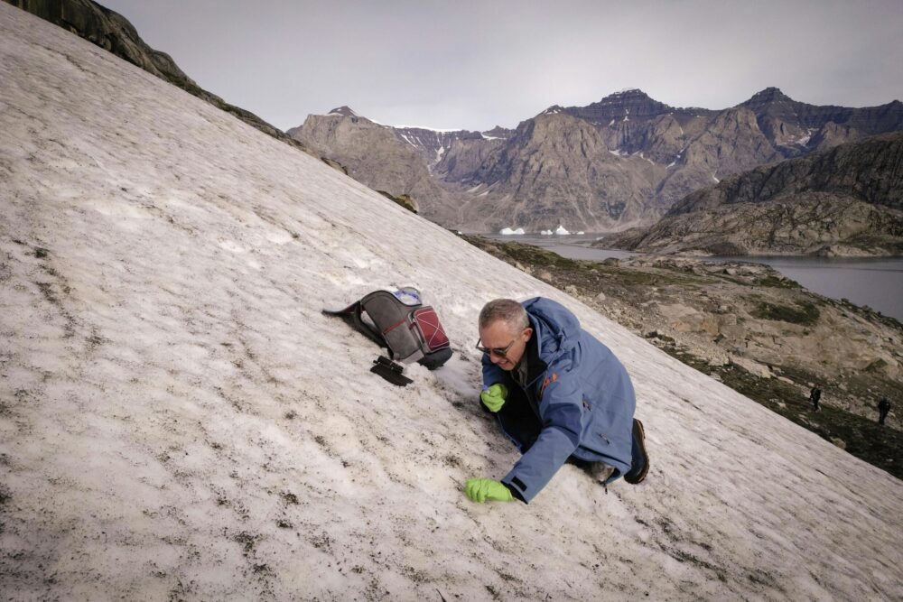 Eric Maréchal, del Centro Nacional de Investigación Científica (CNRS) de Francia, recoge muestras de alga roja sanguina en una fina capa de nieve en el fiordo Scoresby, cerca de Ittoqqortoormiit, en Groenlandia, el 15 de agosto de 2023