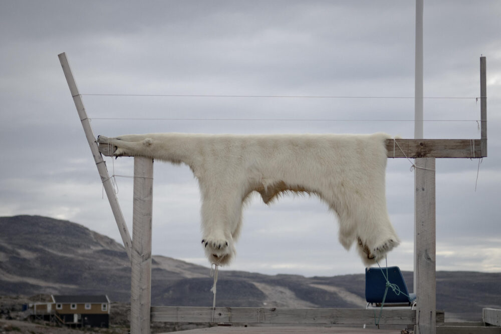 Una piel de oso polar puesta a secar en Ittoqqortoormiit, Groenlandia, el 20 de agosto de 2023