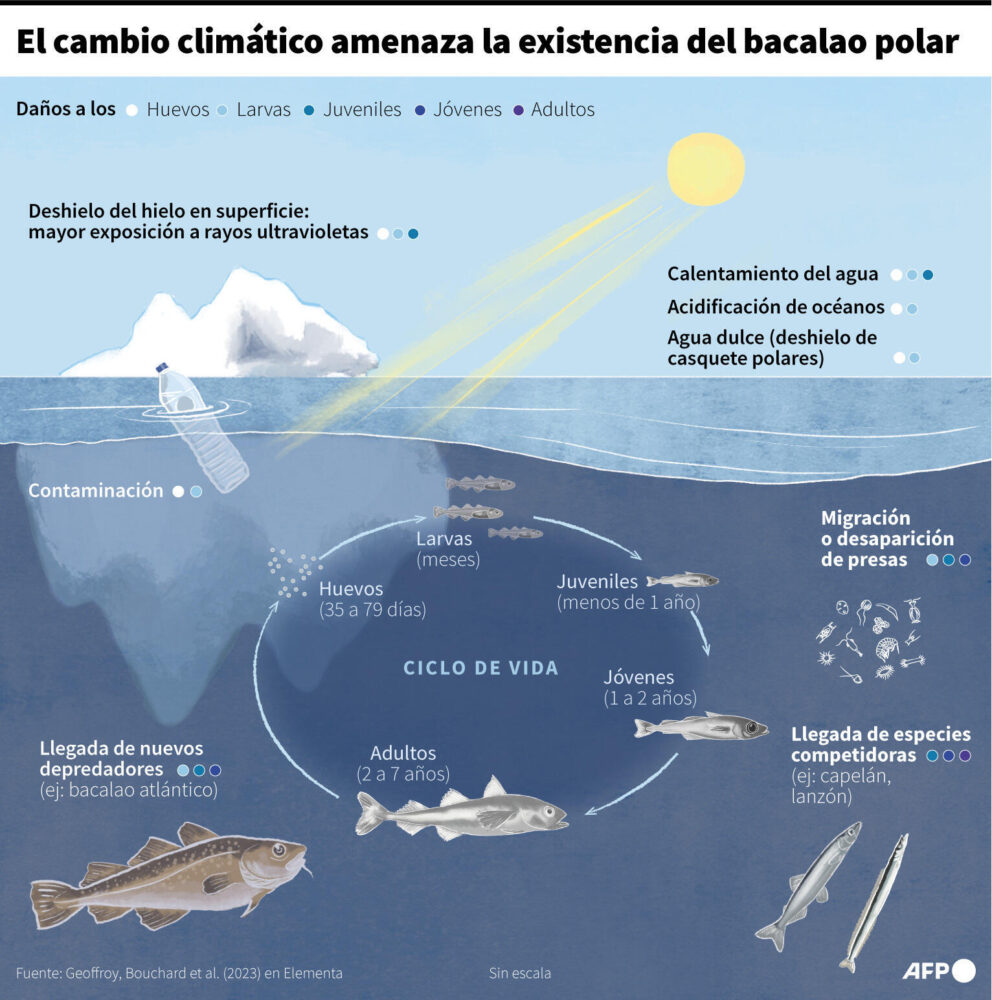 Los distintos fenómenos que tienen un impacto negativo en el ciclo de vida del bacalao polar