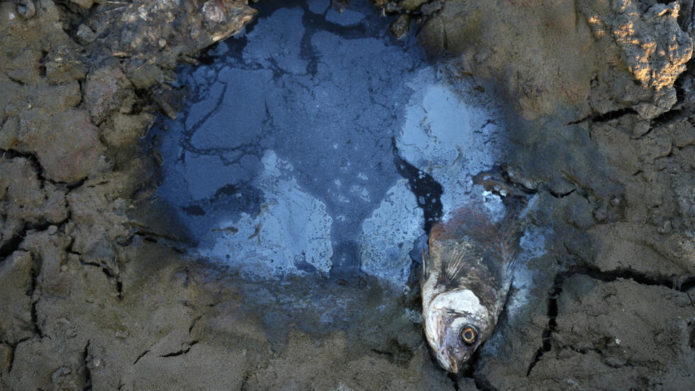 Un pez muerto en una zona seca de las marismas de Chibayish, en la provincia iraquí de Dhi Qar, el 5 de julio de 2023
