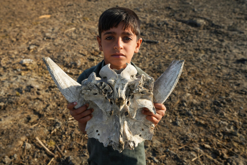 Un niño muestra el cráneo de un búfalo de agua el 25 de junio de 2023 en una zona seca en las marismas de Chibayish, en la provincia iraquí de Dhi Qar