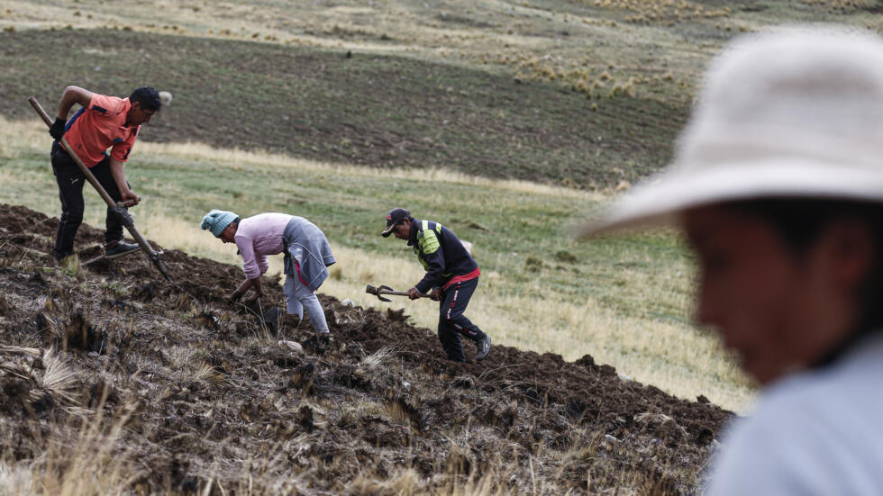 Unos agricultores trabajan en un campo en una comunidad de Huancayo, región de Junín, en las montañas del centro de Perú, el 14 de noviembre de 2023