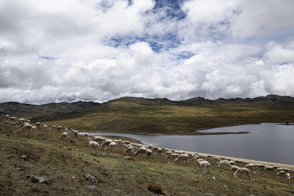 Una manada de alpacas pasta junto a un lago a 4.800 metros sobre el nivel del mar en la región de Junín, Perú, el 15 de noviembre de 2023