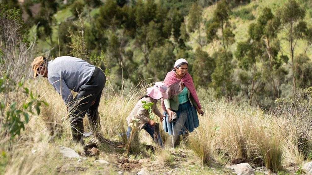 Comunarios reforestan en la comunidad de San Miguel. TUNARI SUR