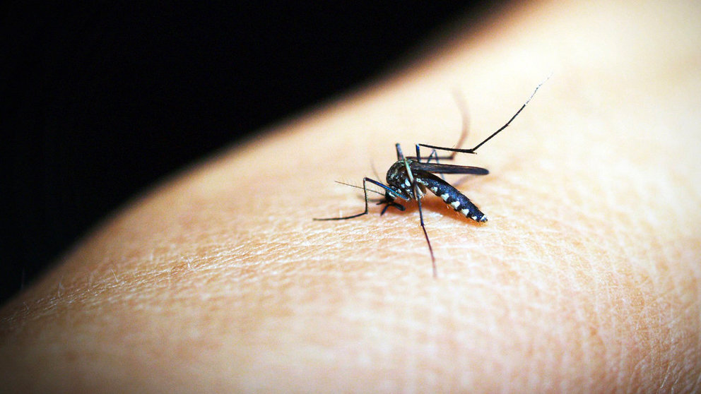 El mosquito Aedes aegypti es el principal vector de los virus que causan el dengue. Foto: Pixabay