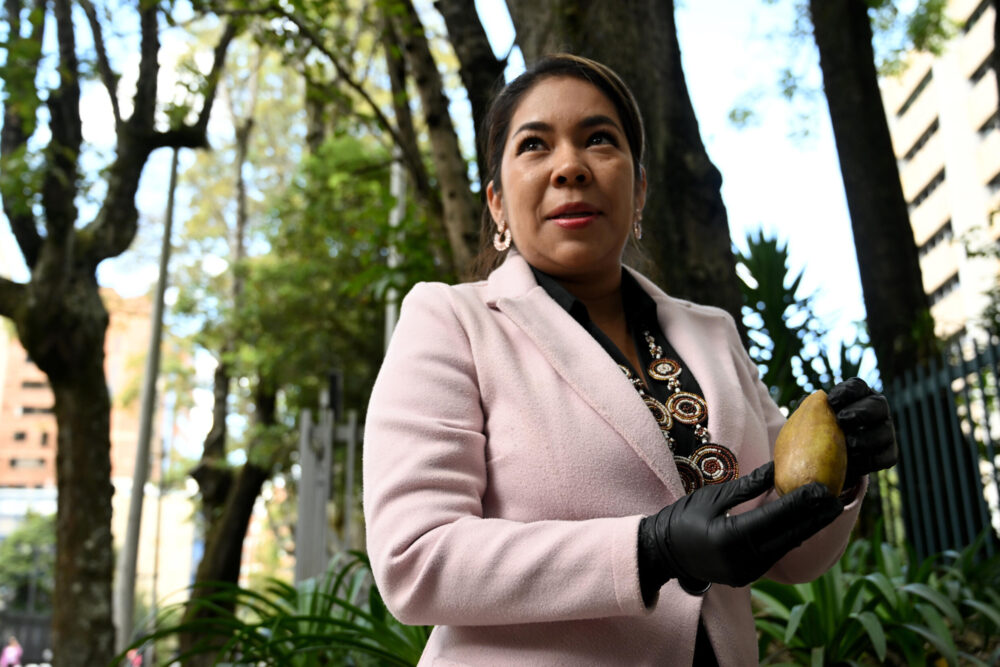 Diana Pava, miembro del grupo de investigación en sustancias psicoactivas de la Universidad Nacional, muestra los frutos y semillas del árbol Brugmansia arborea, que se utiliza para la producción de escopolamina, en Bogotá, el 1º de enero de 2024