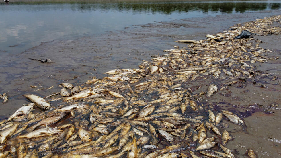 Peces muertos por el bajo nivel de agua en la reserva de desarrollo sotenible Lago do Piranha, en Manacapurú, estado brasileño de Amazonas (norte), el 27 de septiembre de 2023