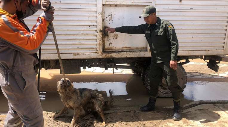 Rescataron a los perros que se encontraban abandonados/Foto: Policía