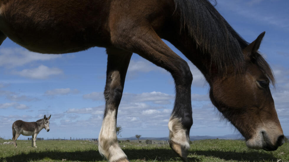 Un caballo pasta en un establecimiento rural en Pan de Azúcar, unos 115 km al este de Montevideo, el 22 de septiembre de 2022