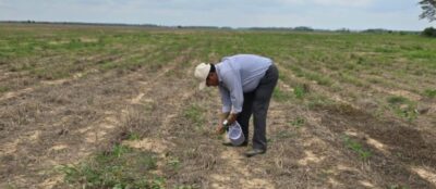 Sequía causa estragos en tres municipios cruceños, algunos productores perdieron el 99% de sus cultivos