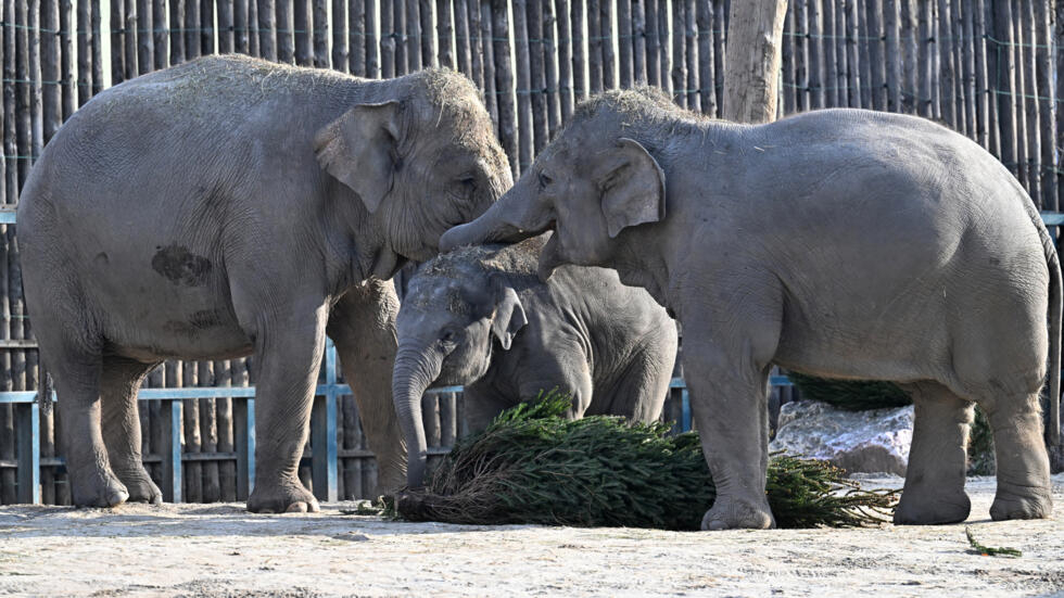 Un bebé elefante asiático de año y medio juega con su hermana y su madre el 19 de diciembre de 2022 en el Zoo de Budapest