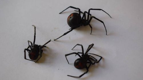 Oruro alerta sobre la proliferación de arañas viuda negra: Adolescente sobrevive a picadura