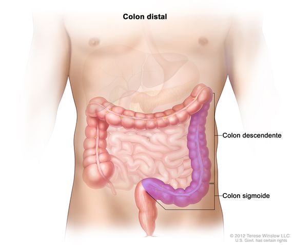 Definición de colon sigmoide - Diccionario de cáncer del NCI - NCI