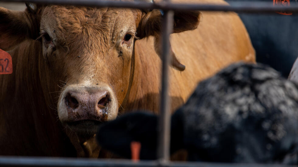 Vacas de una lechería de Texas, en el sur de Estados Unidos, dieron positivo para una cepa contagiosa de gripe aviar, un hecho sin precedentes, informaron las autoridades locales, que también reportaron casos en granjas de Kansas