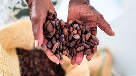 Precios del cacao alcanzan cifras históricas