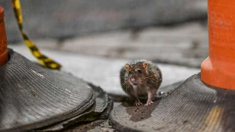Se dispara una enfermedad "potencialmente mortal" relacionada con ratas en Nueva York