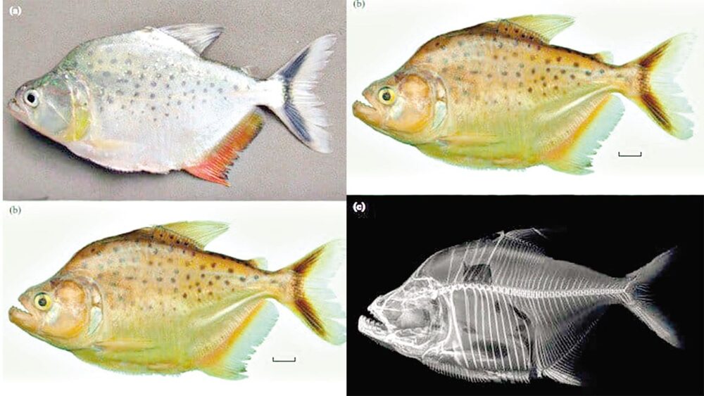 Imágenes de la especie Serrasalmus magallanesi en diferentes análisis./ UMSS