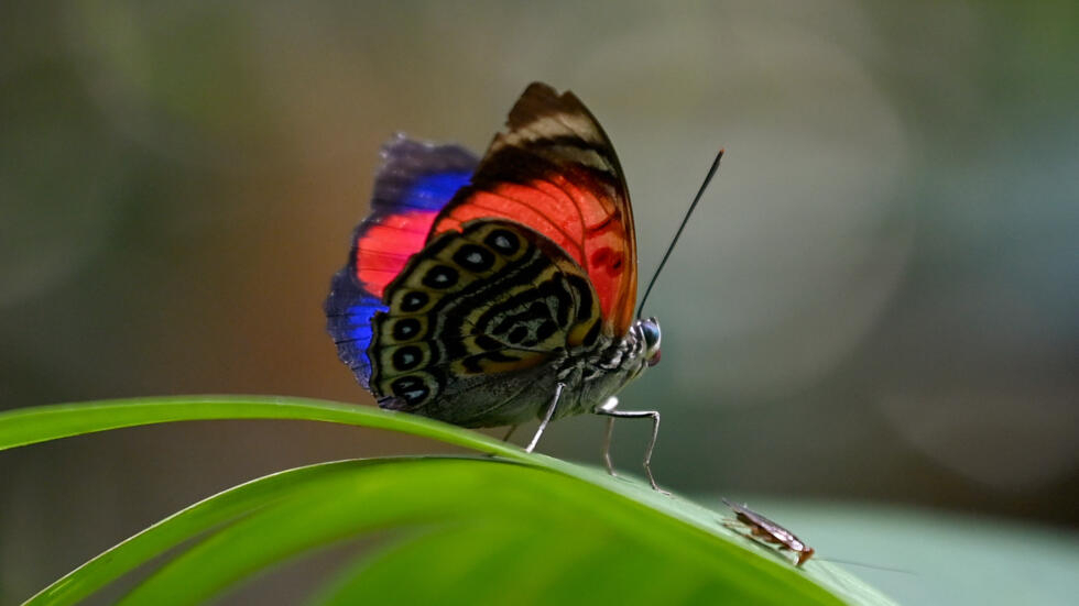 Una mariposa en la selva amazónica dentro de la reserva de Cuyabeno, Ecuador, el 28 de marzo de 2024.