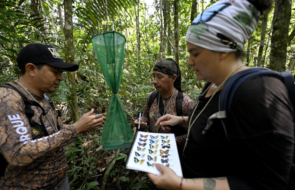 Los guardaparques Nilo Riofrio (izq.) y Guido Alulima y la bióloga Elisa Levy inspeccionan una mariposa en la selva amazónica protegida de Cuyabeno, Ecuador, el 28 de marzo de 2024.