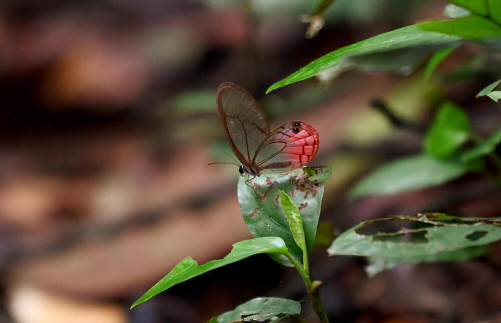 Una mariposa en la reserva amazónica de Cuyabeno, Ecuador, el 27 de marzo de 2024.