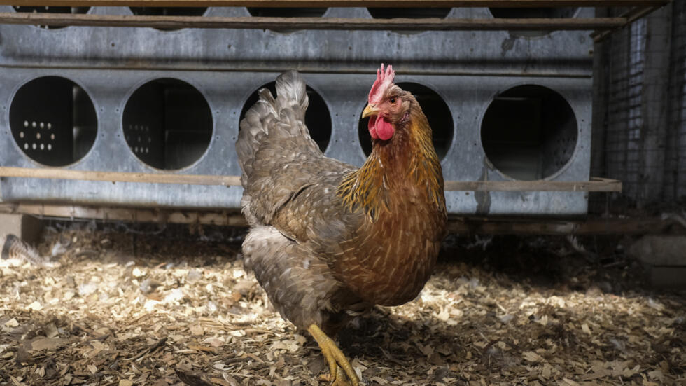 Las gallinas también se ruborizan con las emociones, ha constatado un equipo de investigadores franceses, en un hallazgo que puede abrir nuevas pistas para estimar el bienestar de los animales
