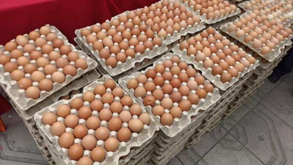 Avícolas denuncian fuga de huevos hacia Argentina