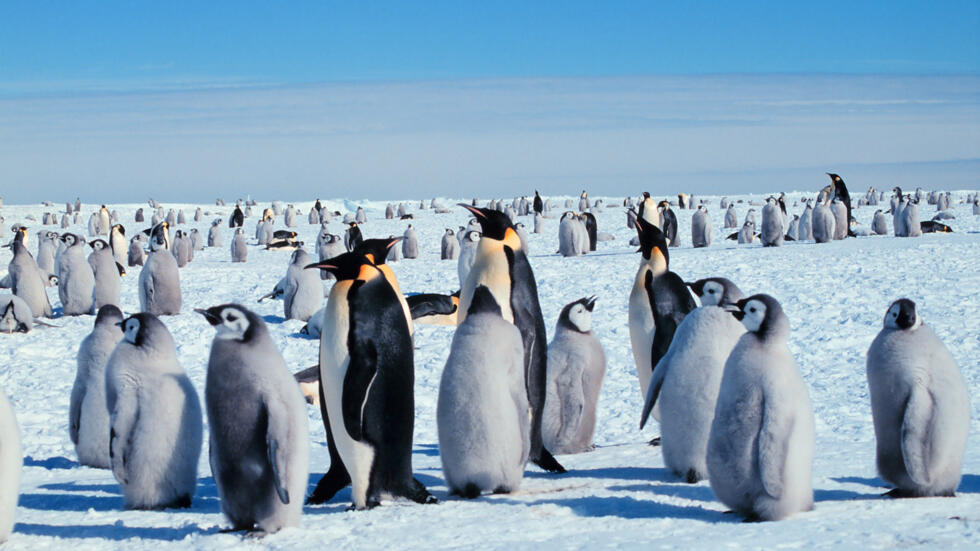Las crías de los pingüinos emperador están acostumbradas a crecer con sus padres en las superficies de banquisa cerca de la costa.