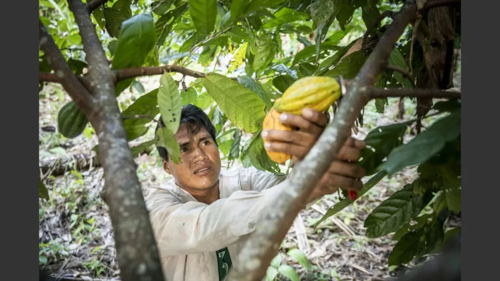 Un productor boliviano, en el proceso de recolección del cacao. Foto: Helvetas Bolivia