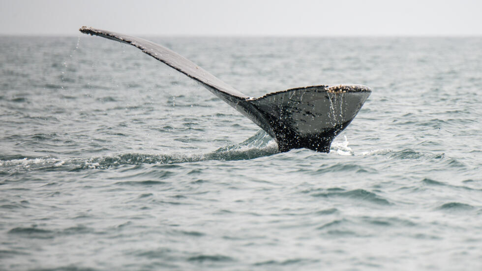 La cola de una ballena jorobada, fotografiada en la costa de Islilla, en Piura, en el norte de Perú, el 14 de julio de 2016