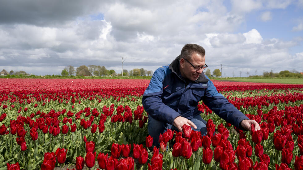 Arjan Smit observa sus campos de tulipanes en Spierdijk, en Países Bajos, el 24 de abril de 2024