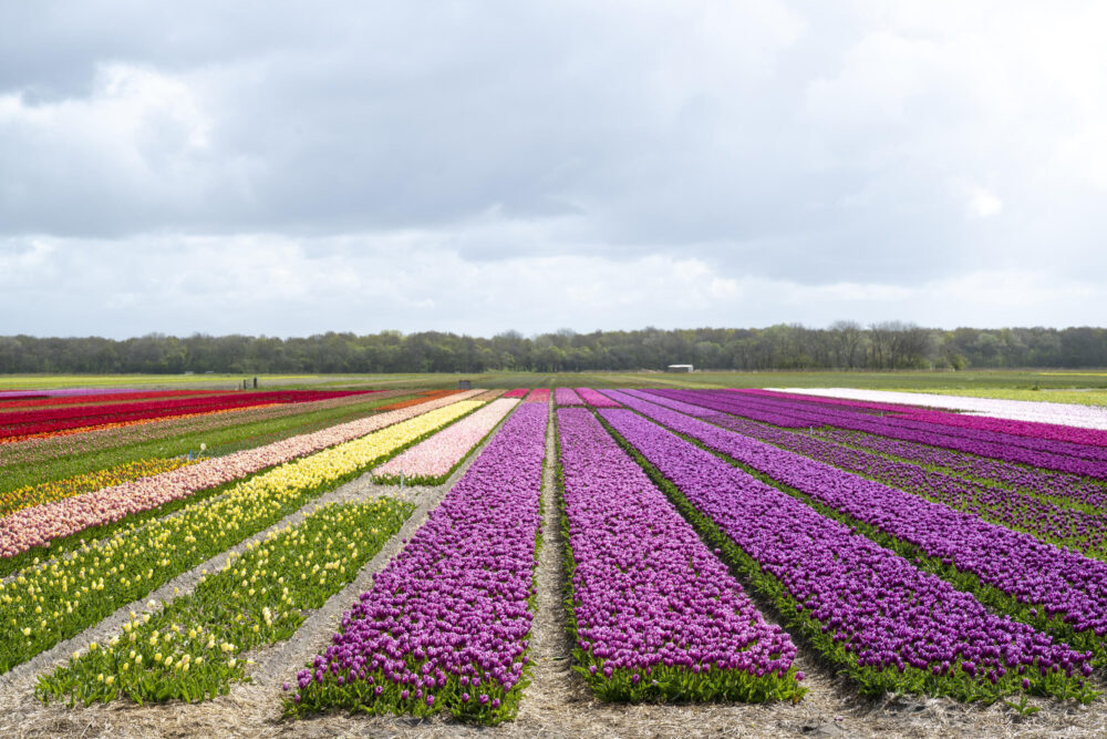 Un campo de tulipanes cerca de Egmond, en Países Bajos, el 24 de abril de 2024