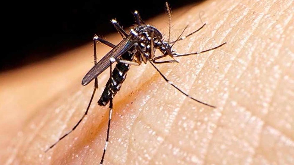 Imagen ilustrativa de un mosquito del dengue. INTERNET