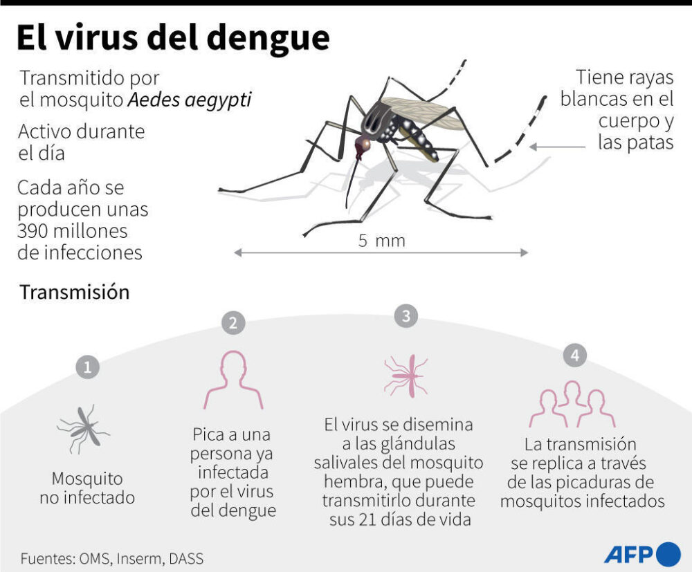El virus del dengue