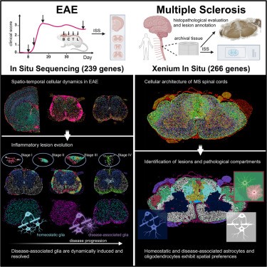 Arquitectura celular de lesiones neuroinflamatorias en evolución y ...