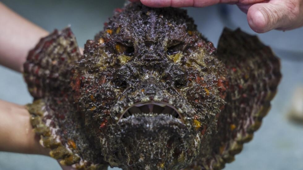 El toxicólogo Jamie Seymour de la Universidad James Cook de Australia muestra un ejemplar de pez piedra, la especie de pez más venenosa del mundo,  en la ciudad de Cairns el 8 de abril de 2024